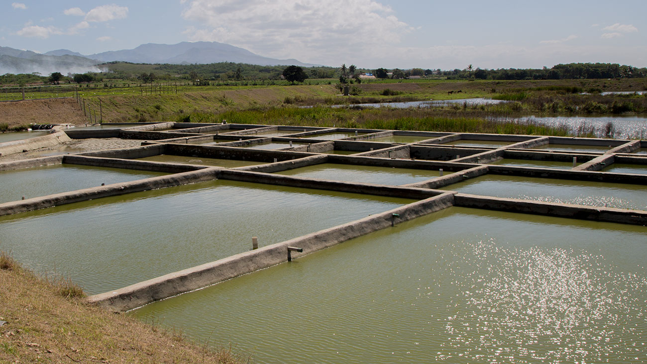 Granja de peces