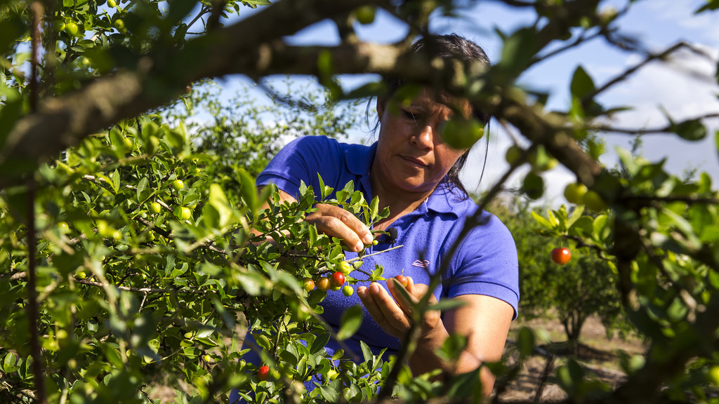 Cristina Rossys cultiva cerezas