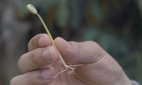 Historia de Café Sorpresa