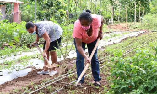 DGCP y FAO buscan promover la articulación de compras públicas y agricultura familiar